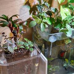 アクアポニックスお手軽セット！水槽&植物