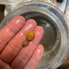 県産ハンドコート　ミナミハコフグ
