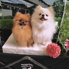 ポメラニアンちゃんと交流がしたい！