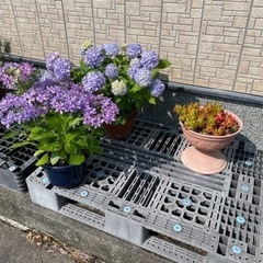 お花販売会🌸