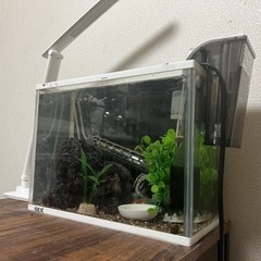 受け渡し決定済み　30x15 水槽フルセット