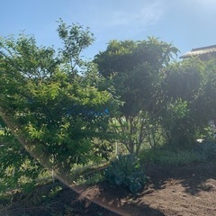 実のなる木や庭木