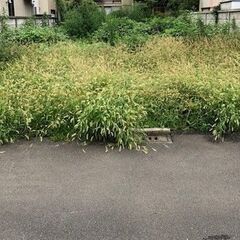 除草作業      随時募集の画像