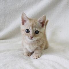 【川崎】半年後には正社員＊子犬・子猫の販売スタッフ♪(W2G-0...