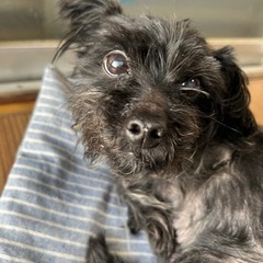 ミックス犬（小型犬、黒、マルプー） - 土浦市