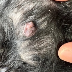 ミックス犬（小型犬、黒、マルプー） − 茨城県