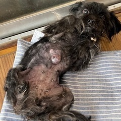 ミックス犬（小型犬、黒、マルプー） - 犬