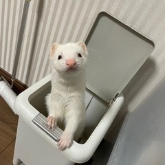 フェレット3歳の里親募集です。