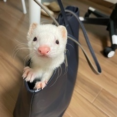 フェレット3歳の里親募集です。 - 春日部市