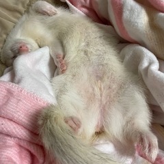 フェレット3歳の里親募集です。 - その他