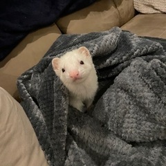 フェレット3歳の里親募集です。 − 埼玉県