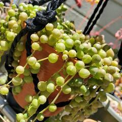 多肉植物　グリーンネックレス