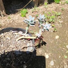 多肉植物