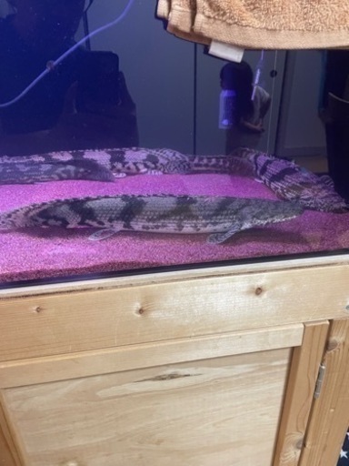 ポリプテルス　エンドリケリー