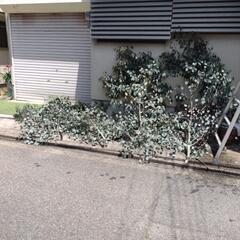 剪定ユーカリポポラス