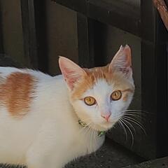 一歳のねこちゃん