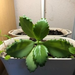 子宝草（マザーリーフ）