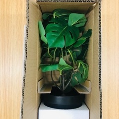 新品 人工観葉植物 モンステラ植物 造花 の画像