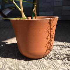 100均の植木鉢 竹製ポットを探しています！