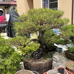 引き取り限定】盆栽 松 植木 庭 観葉植物