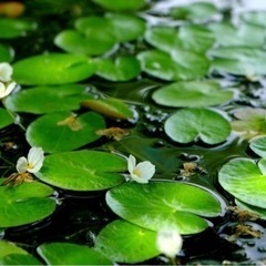 めだかの水草5種セット☘農薬不使用☘️