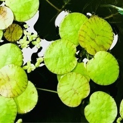 めだかの水草5種セット☘農薬不使用☘️の画像