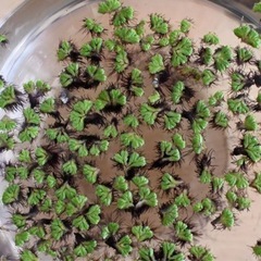 めだかの水草5種セット☘農薬不使用☘️の画像