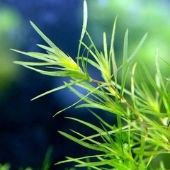 めだかの水草5種セット☘農薬不使用☘️の画像