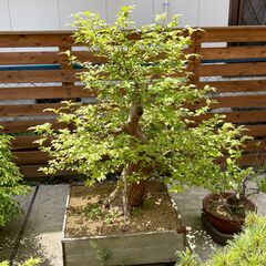 【引き取り限定】盆栽　ヒメシャラ?　姫沙羅?　観葉植物　庭　木 