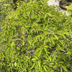 【引き取り限定】盆栽　ブナの木？　シデの木？　観葉植物　庭　木