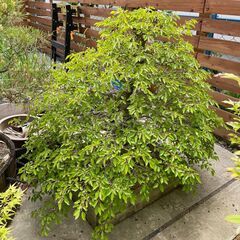 【引き取り限定】盆栽　ブナの木？　シデの木？　観葉植物　庭　木