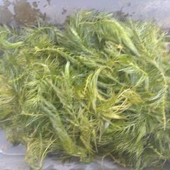 マツモ沢山の画像