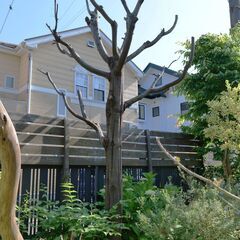 枯れた樹木（アカシア）差し上げますの画像