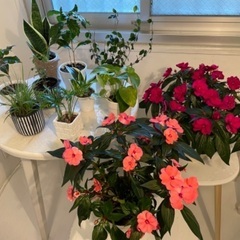 女性限定 観葉植物 お得 12鉢 の画像