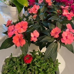 女性限定 観葉植物 お得 12鉢 の画像