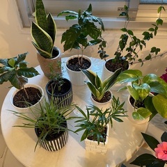 女性限定 観葉植物 お得 12鉢 の画像