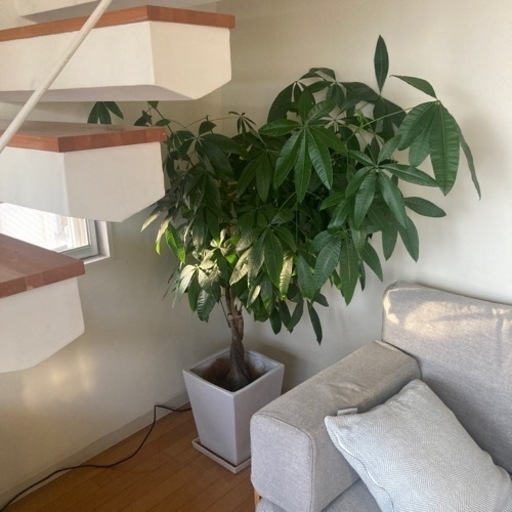 パキラ　観葉植物