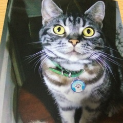 迷子猫アメリカンショートヘア♂（レオン）を探しています。