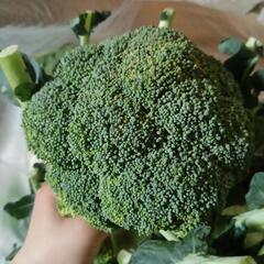 採れたて　大きな　ブロッコリー　本日中　農家さん直送　野菜　新鮮