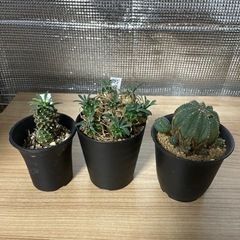 ユーフォルビア　セット