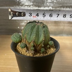 ユーフォルビア　セットの画像