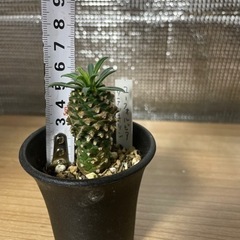 ユーフォルビア　セットの画像