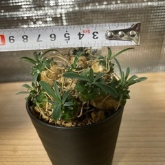 ユーフォルビア　セットの画像