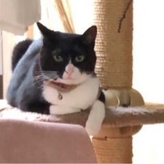 急募　猫　メス