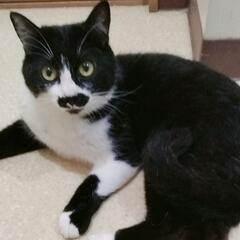 ありがとうございます！里親様決まりました！おヒゲが可愛いハチワレ...