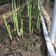アスパラの収穫　WワークOK