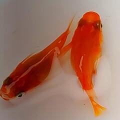 楊貴妃メダカダルマ ②   体型1ペアの画像