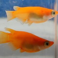 楊貴妃メダカダルマ ②   体型1ペアの画像