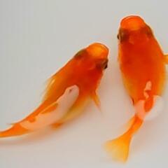 楊貴妃メダカダルマ ②   体型1ペアの画像