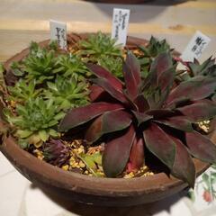 センペルビウム　多肉植物